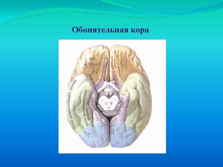 Слуховая обонятельная зона. Обонятельный центр кары. Обонятельная область коры. Обонятельный центр коры головного мозга.