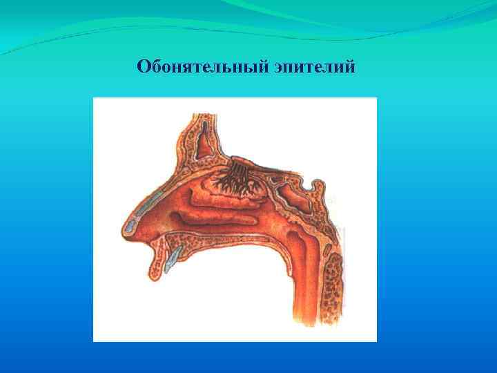 Обонятельный эпителий 