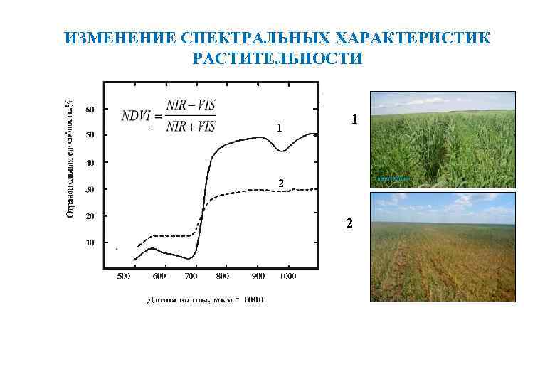 ИЗМЕНЕНИЕ СПЕКТРАЛЬНЫХ ХАРАКТЕРИСТИК РАСТИТЕЛЬНОСТИ 1 1 2 2 