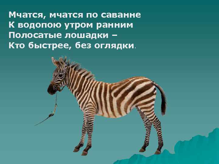 Мчатся, мчатся по саванне К водопою утром ранним Полосатые лошадки – Кто быстрее, без