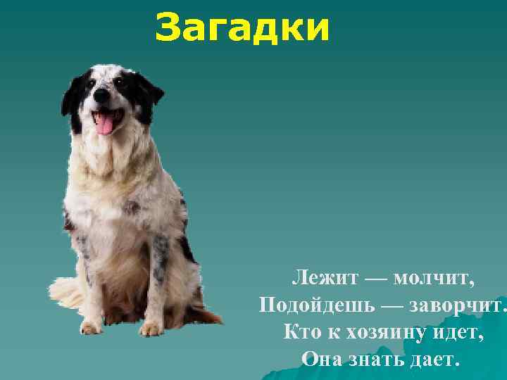 Загадки лежит молчит. Лежит молчит подойдешь заворчит кто к хозяину идет она знать дает. Лежит мочит подойдёшь заворчит. Загадки лежал. Лежит молчит к хозяину идет она знать дает отгадка.