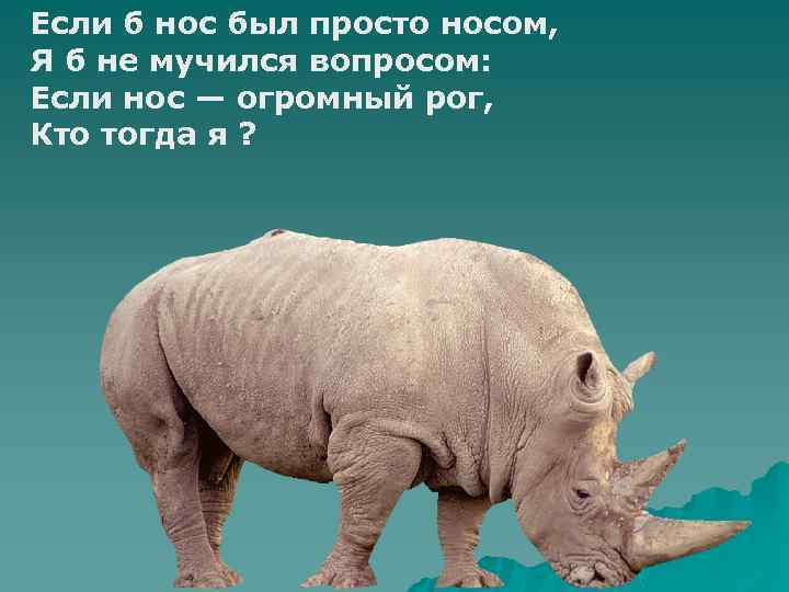 Если б нос был просто носом, Я б не мучился вопросом: Если нос —