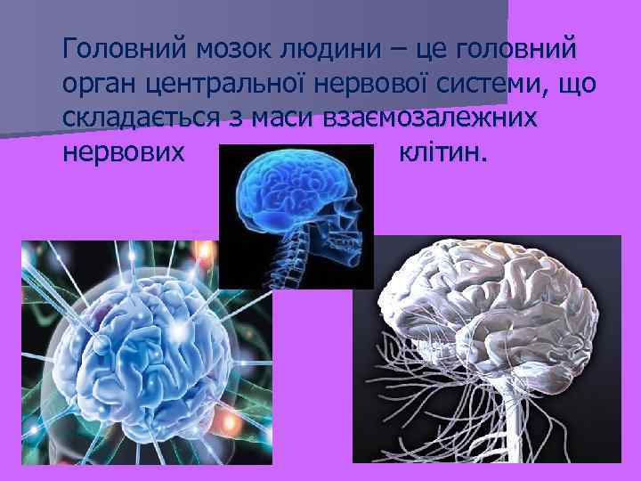 Головний мозок людини – це головний орган центральної нервової системи, що складається з маси