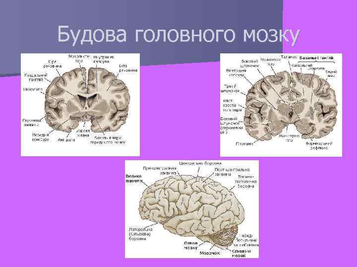 Будова головного мозку 