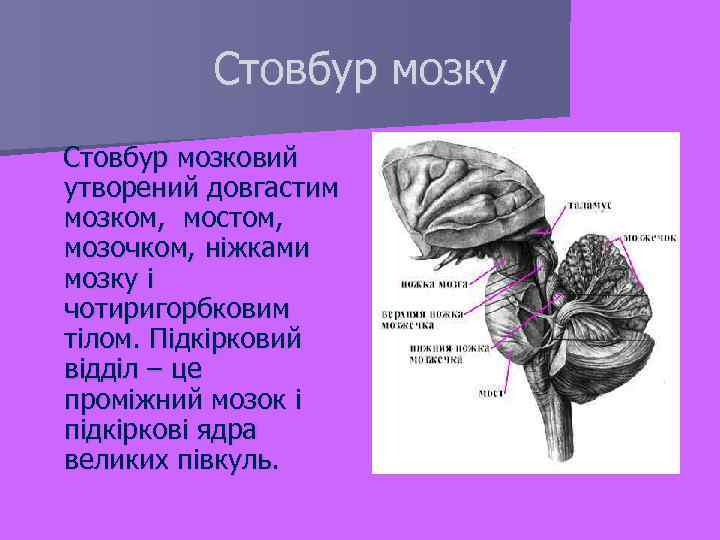  Стовбур мозку Стовбур мозковий утворений довгастим мозком, мостом, мозочком, ніжками мозку і чотиригорбковим