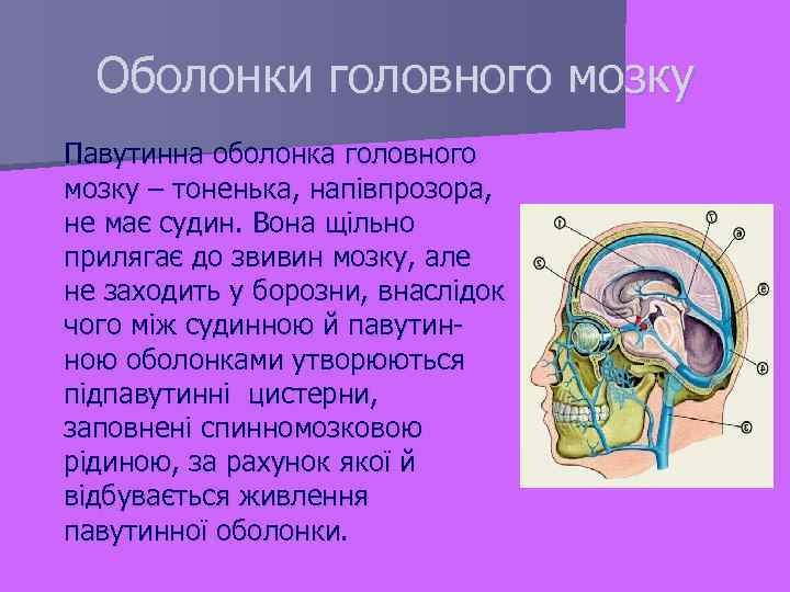  Оболонки головного мозку Павутинна оболонка головного мозку – тоненька, напівпрозора, не має судин.