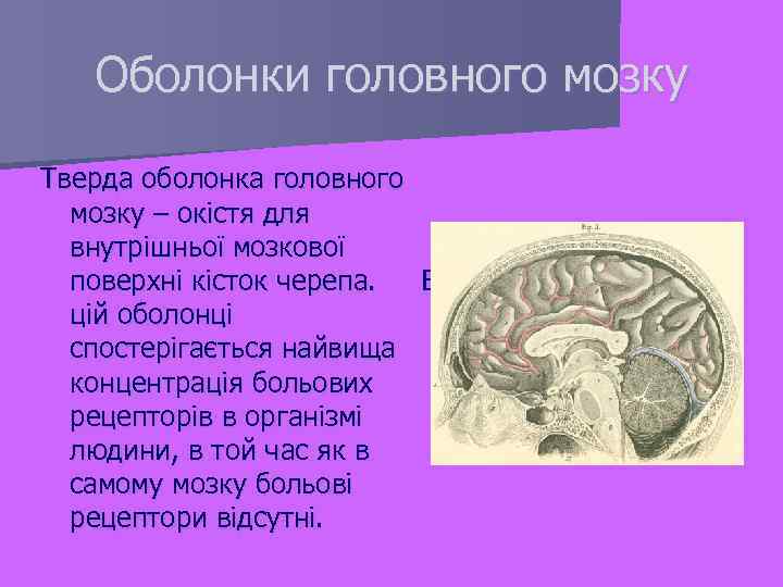  Оболонки головного мозку Тверда оболонка головного мозку – окістя для внутрішньої мозкової поверхні