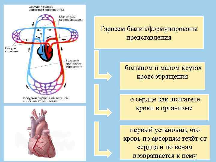 Гарвеем были сформулированы представления большом и малом кругах кровообращения о сердце как двигателе крови