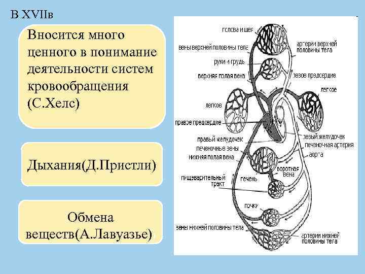 В XVIIв Вносится много ценного в понимание деятельности систем кровообращения (С. Хелс) Дыхания(Д. Пристли)