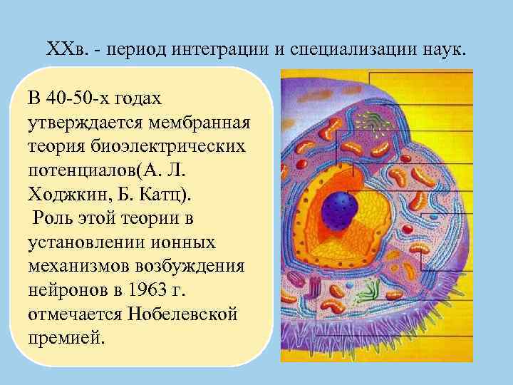 XXв. - период интеграции и специализации наук. В 40 -50 -х годах утверждается мембранная