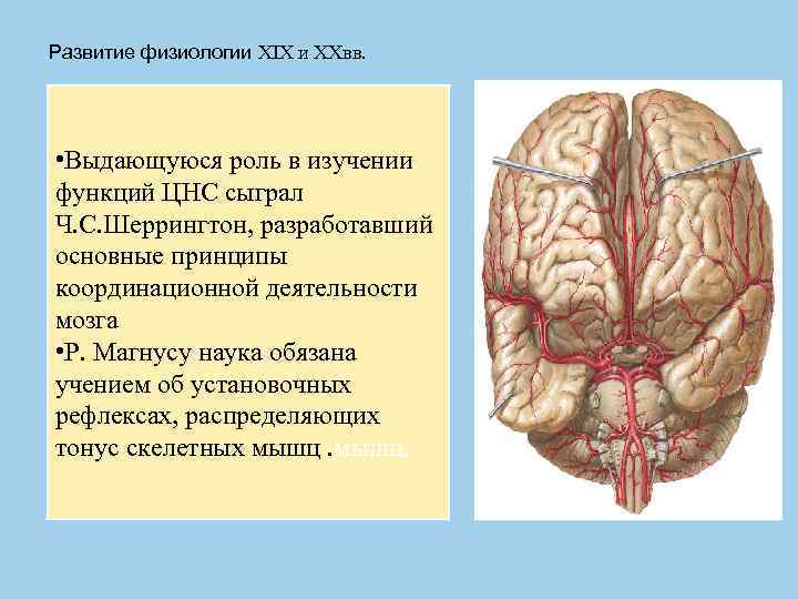Развитие физиологии XIX и XXвв. • Выдающуюся роль в изучении функций ЦНС сыграл Ч.