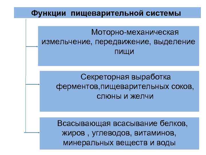 Функции пищеварительной системы Моторно-механическая измельчение, передвижение, выделение пищи Секреторная выработка ферментов, пищеварительных соков, слюны