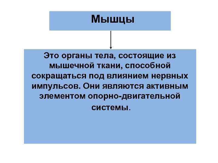 Мышцы Это органы тела, состоящие из мышечной ткани, способной сокращаться под влиянием нервных импульсов.