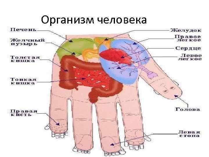 Организм человека 