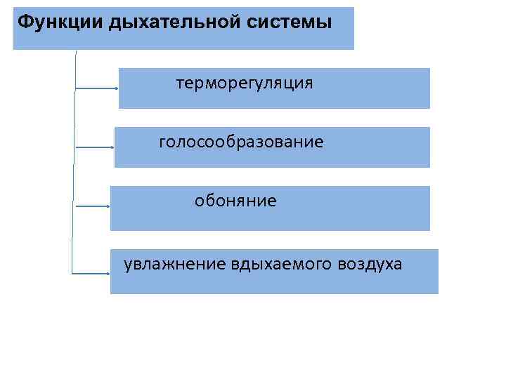 Функции дыхательной системы терморегуляция голосообразование обоняние увлажнение вдыхаемого воздуха 
