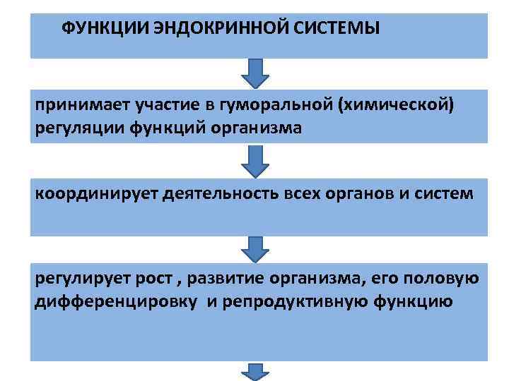 Функции внутренней секреции. Функции эндокринной системы. Перечислите функции эндокринной системы. Роль эндокринной системы в регуляции функций организма. Эндокринная система функции кратко.