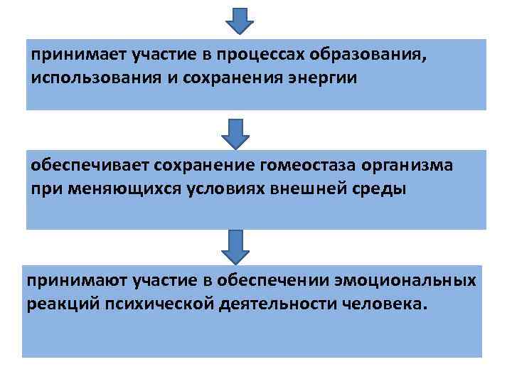 принимает участие в процессах образования, использования и сохранения энергии обеспечивает сохранение гомеостаза организма при