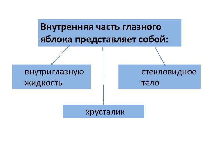 Внутренняя часть глазного яблока представляет собой: внутриглазную жидкость хрусталик стекловидное тело 