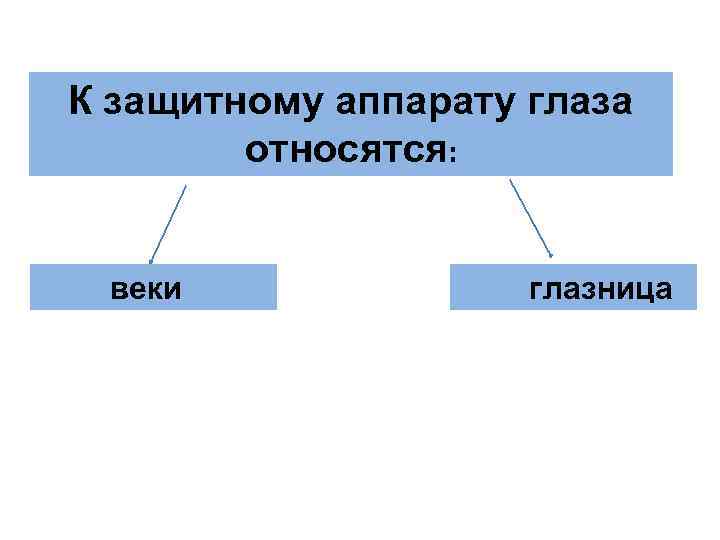 К защитному аппарату глаза относятся: веки глазница 