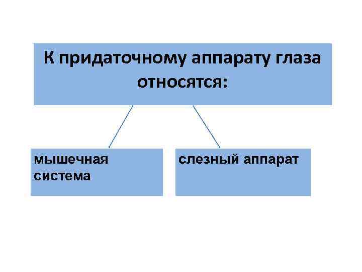 К придаточному аппарату глаза относятся: мышечная система слезный аппарат 