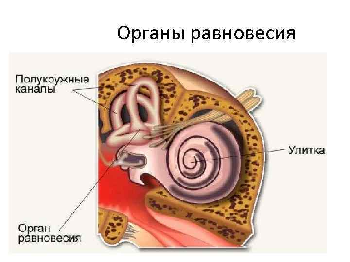 Орган равновесия презентация 8 класс