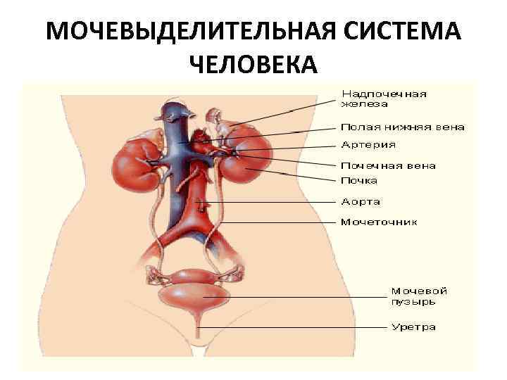 МОЧЕВЫДЕЛИТЕЛЬНАЯ СИСТЕМА ЧЕЛОВЕКА 