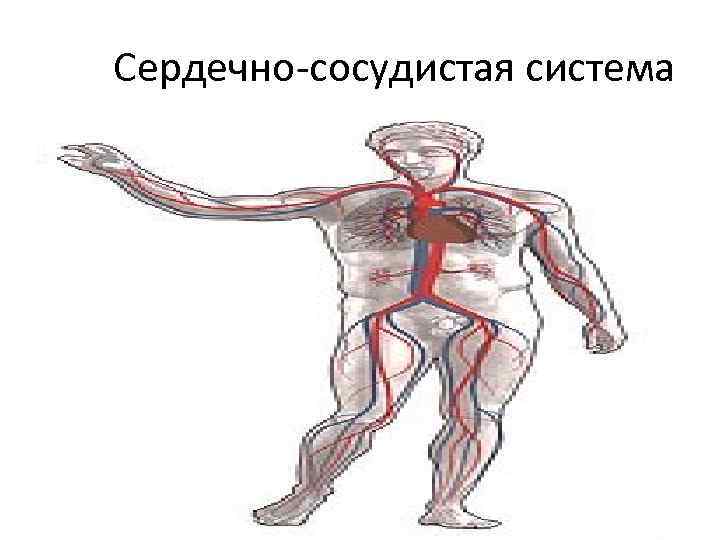 Сердечно-сосудистая система 