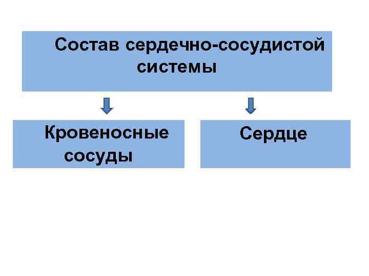 Состав сердечно-сосудистой системы Кровеносные сосуды Сердце 