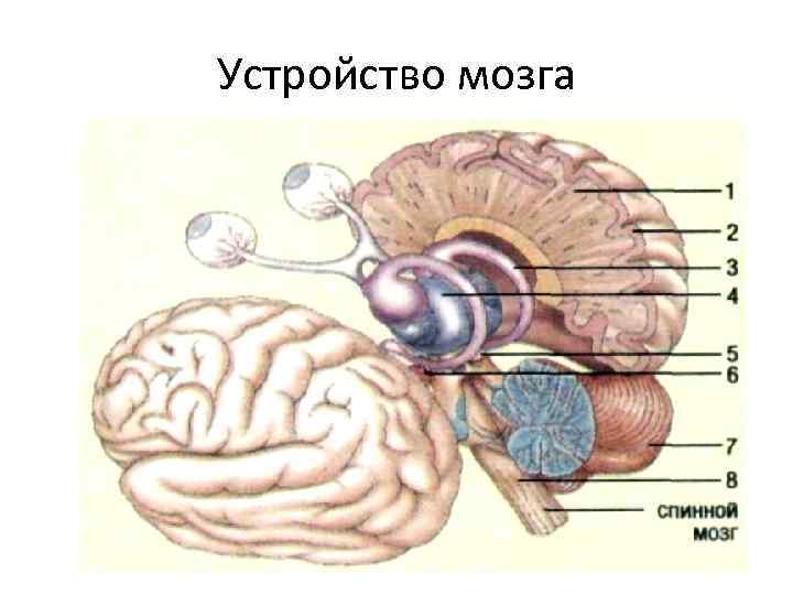 Устройство мозга 