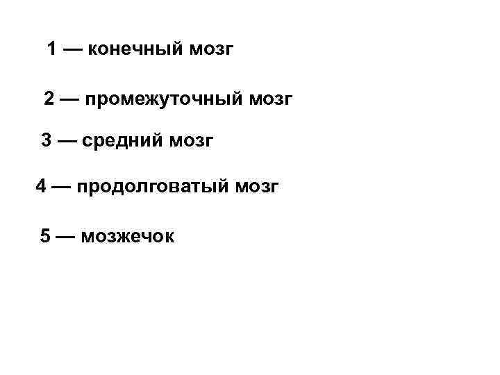 1 — конечный мозг 2 — промежуточный мозг 3 — средний мозг 4 —