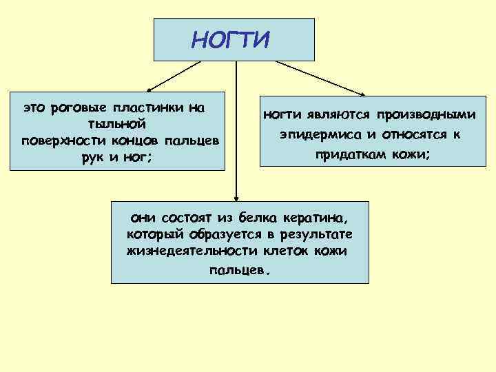 НОГТИ это роговые пластинки на тыльной поверхности концов пальцев рук и ног; ногти являются