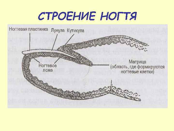 СТРОЕНИЕ НОГТЯ 