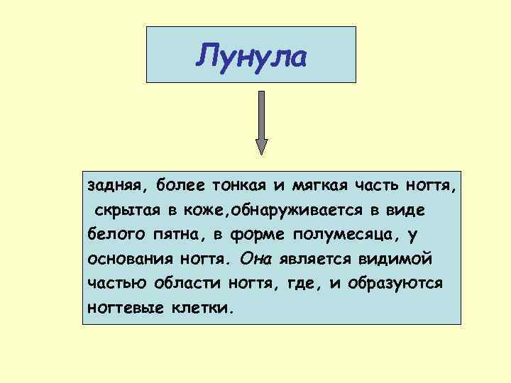 Лунула задняя, более тонкая и мягкая часть ногтя, скрытая в коже, обнаруживается в виде