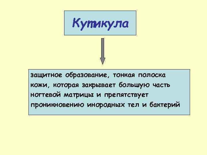 Кутикула защитное образование, тонкая полоска кожи, которая закрывает большую часть ногтевой матрицы и препятствует