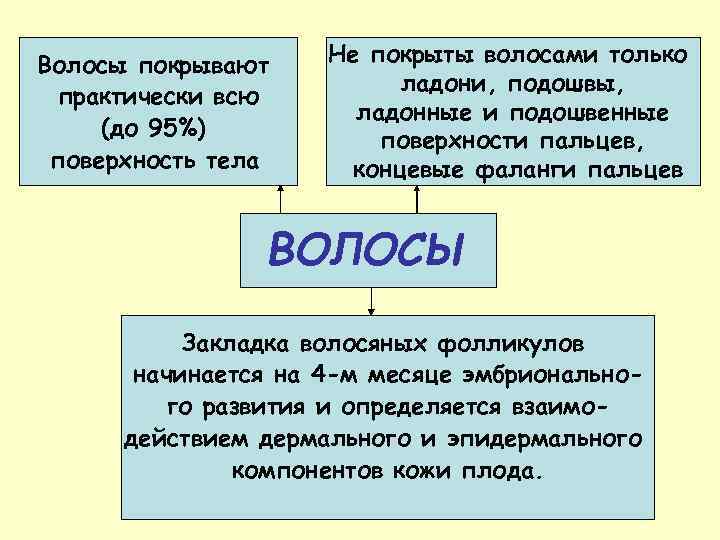 Волосы покрывают практически всю (до 95%) поверхность тела Не покрыты волосами только ладони, подошвы,