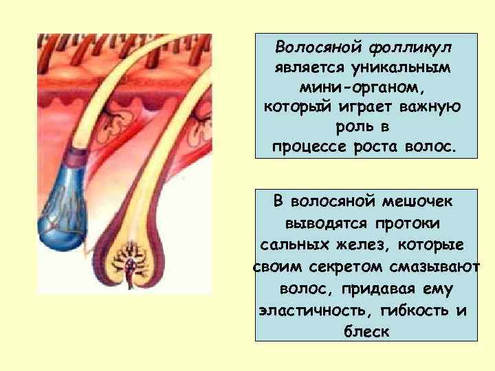 Волосяной фолликул является уникальным мини-органом, который играет важную роль в процессе роста волос. В
