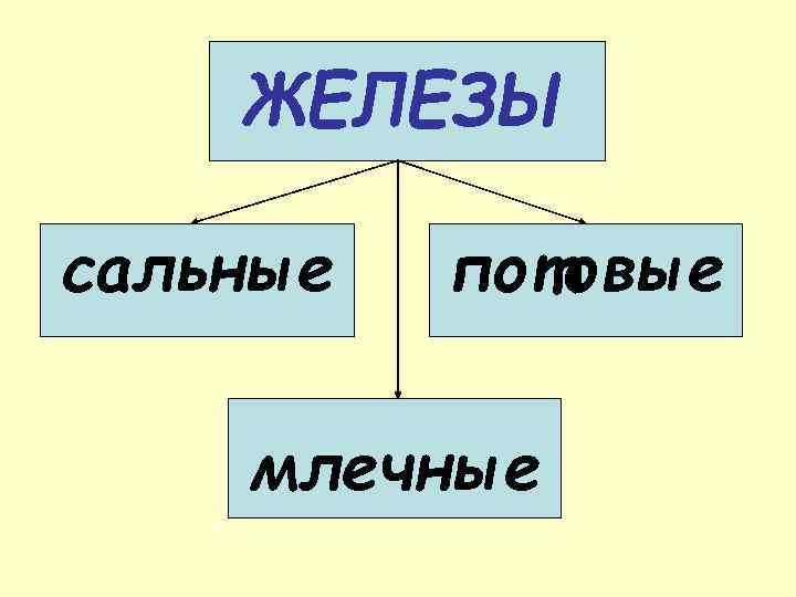 ЖЕЛЕЗЫ сальные потовые млечные 