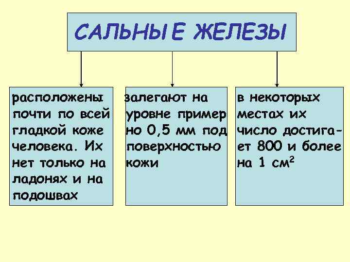 САЛЬНЫЕ ЖЕЛЕЗЫ расположены почти по всей гладкой коже человека. Их нет только на ладонях