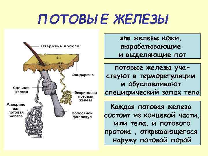 ПОТОВЫЕ ЖЕЛЕЗЫ это железы кожи, вырабатывающие и выделяющие потовые железы участвуют в терморегуляции и