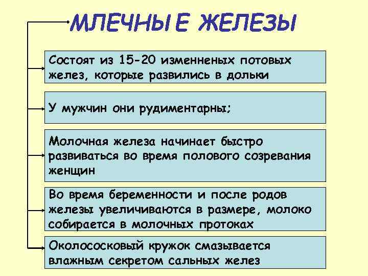 Млечные железы