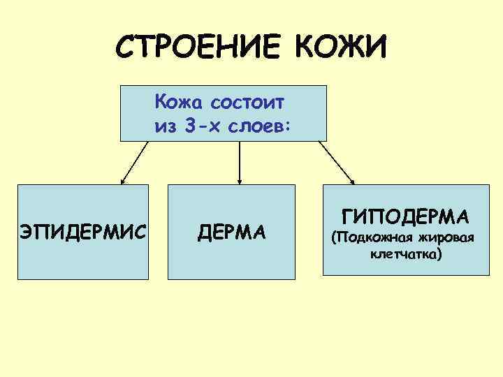 СТРОЕНИЕ КОЖИ Кожа состоит из 3 -х слоев: ЭПИДЕРМИС ДЕРМА ГИПОДЕРМА (Подкожная жировая клетчатка)