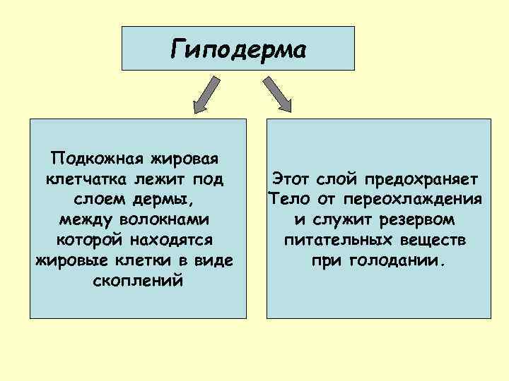 Гиподерма Подкожная жировая клетчатка лежит под слоем дермы, между волокнами которой находятся жировые клетки