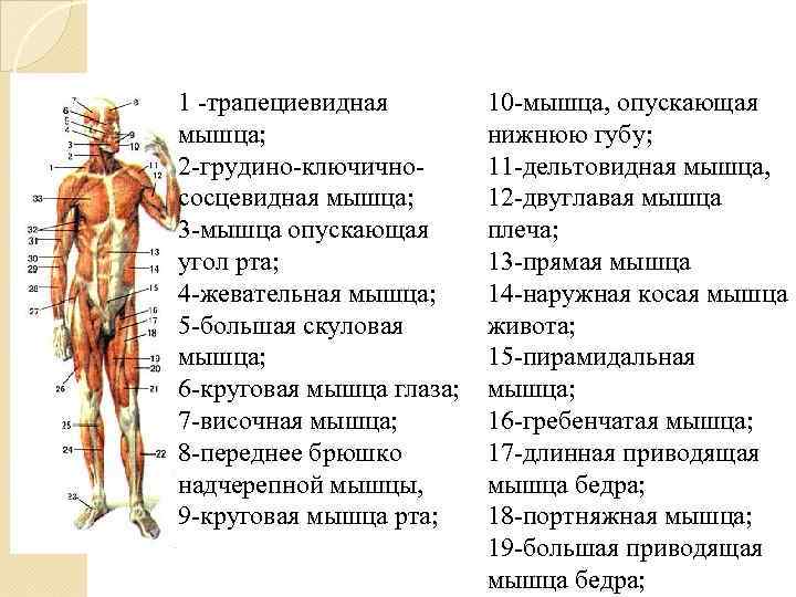 1 -трапециевидная мышца; 2 -грудино-ключичнососцевидная мышца; 3 -мышца опускающая угол рта; 4 -жевательная мышца;