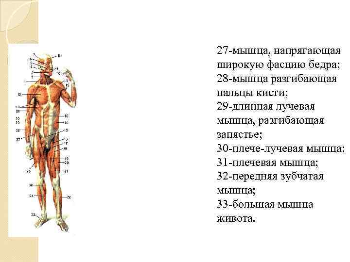 27 -мышца, напрягающая широкую фасцию бедра; 28 -мышца разгибающая пальцы кисти; 29 -длинная лучевая