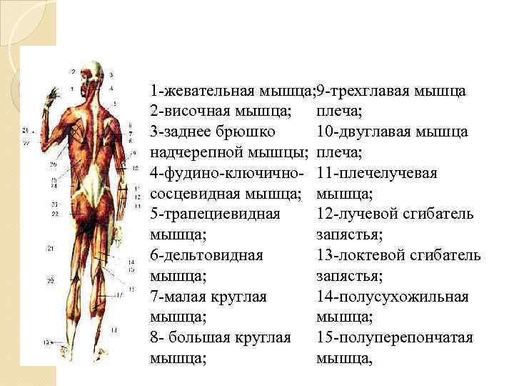 1 -жевательная мышца; 9 -трехглавая мышца 2 -височная мышца; плеча; 10 -двуглавая мышца 3