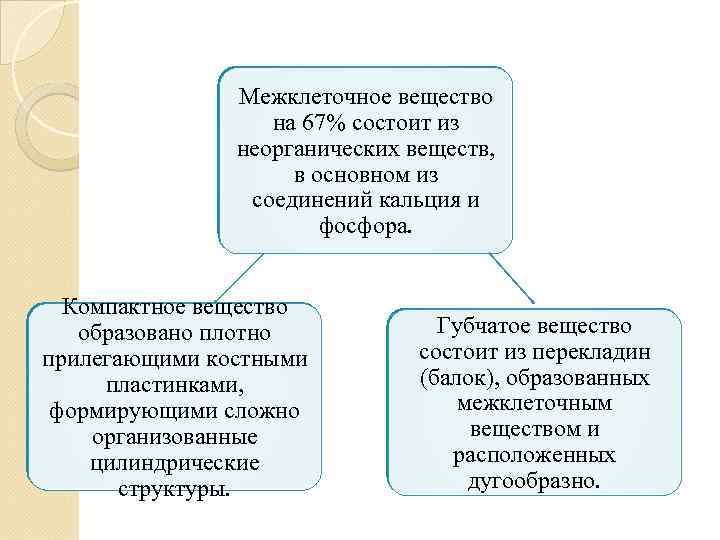 Межклеточное вещество на 67% состоит из неорганических веществ, в основном из соединений кальция и