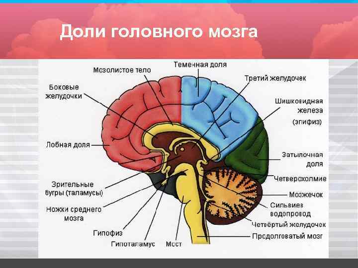 Перечислите доли головного мозга