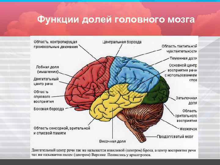 Центры височной доли головного мозга