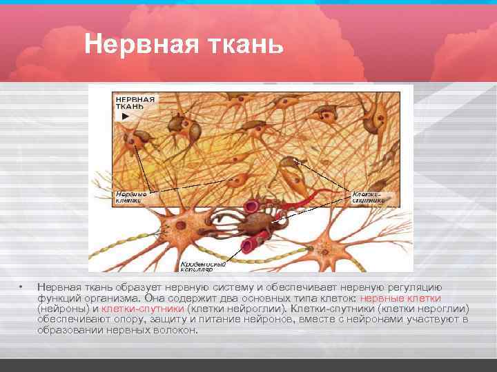  Нервная ткань • Нервная ткань образует нервную систему и обеспечивает нервную регуляцию функций