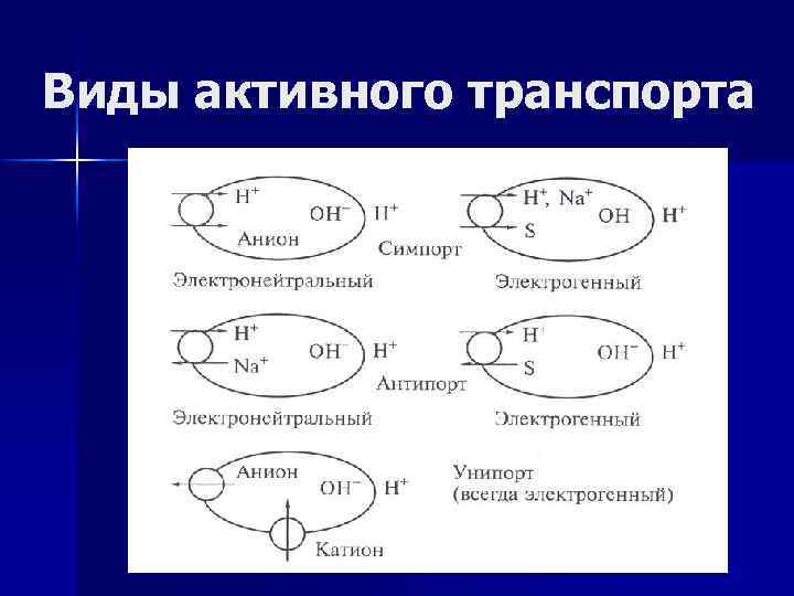 Виды активного транспорта 